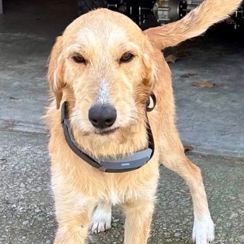 REMI - Labrador Retriever / Poodle (unknown type) available for adoption