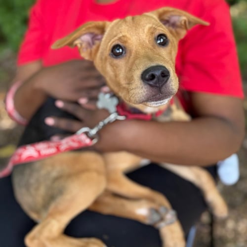 GRACIE - Hound / Terrier available for adoption
