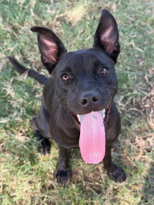 NYX - Labrador Retriever / Terrier available for adoption