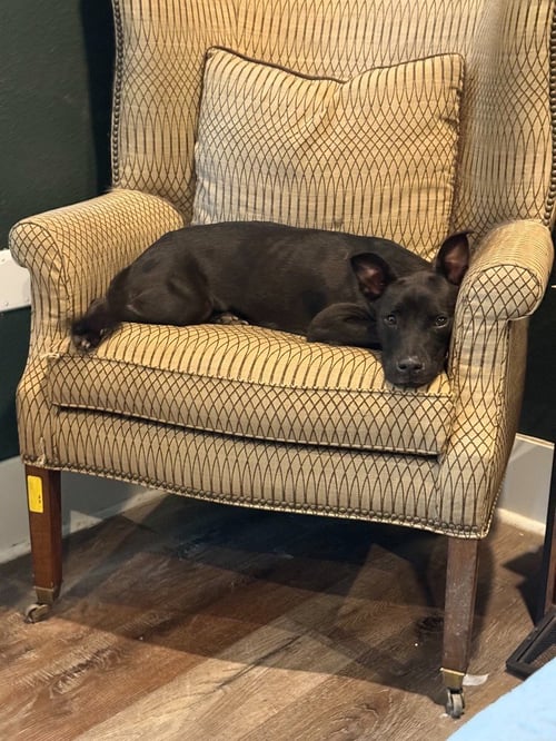 NYX - Labrador Retriever / Terrier available for adoption