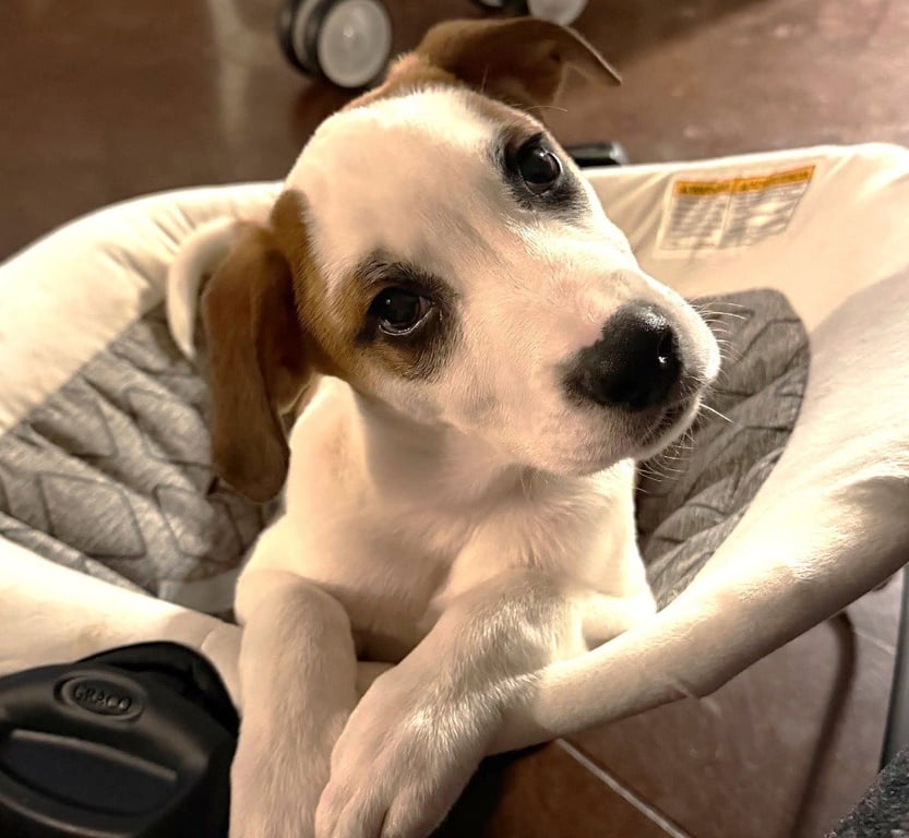 Spottie Image