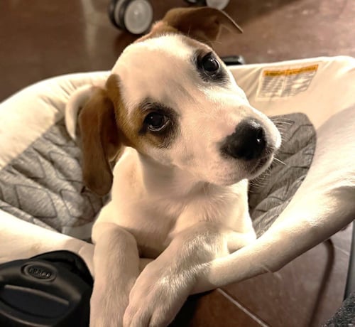 SPOTTIE - Great Pyrenees / Hound available for adoption