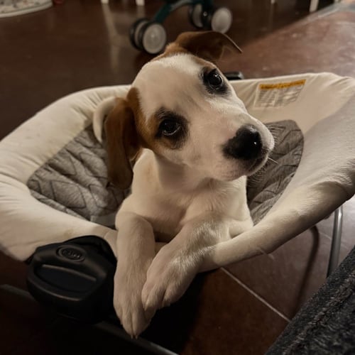 SPOTTIE - Great Pyrenees / Hound available for adoption