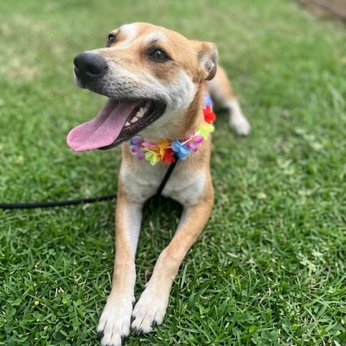 KEKE - Terrier / Terrier available for adoption