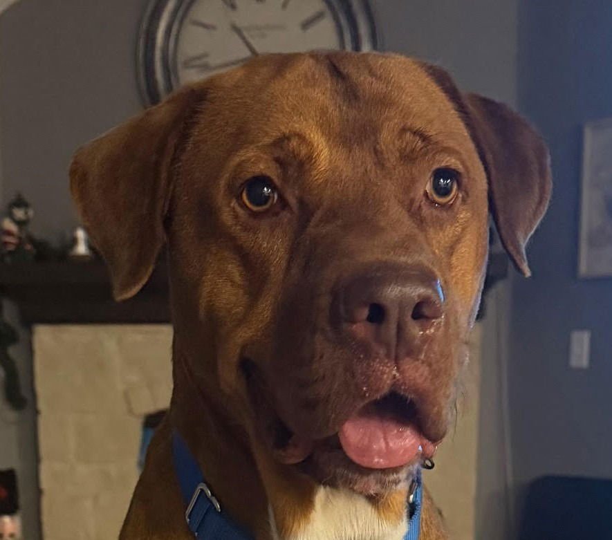 TOBY - Terrier available for adoption