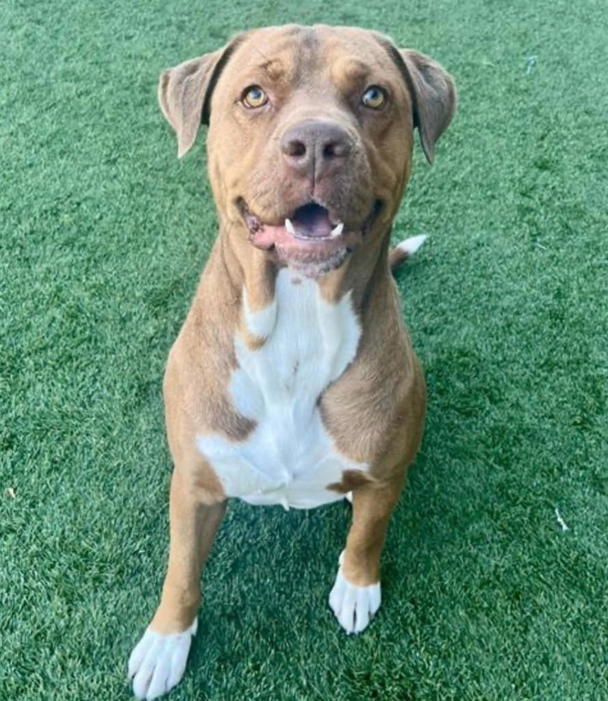 TOBY - Terrier available for adoption