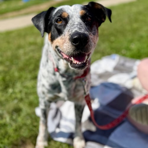 ROSE - Australian Cattle Dog/Blue Heeler / Terrier available for adoption