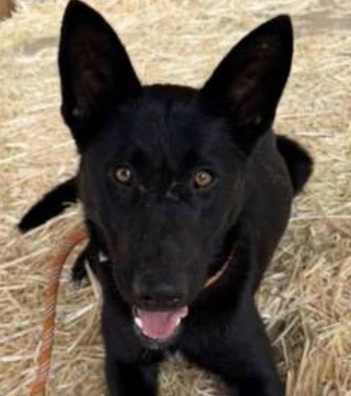 LILLIE - German Shepherd Dog / Terrier available for adoption