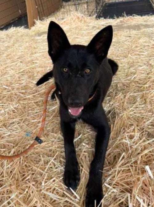 LILLIE - German Shepherd Dog / Terrier available for adoption