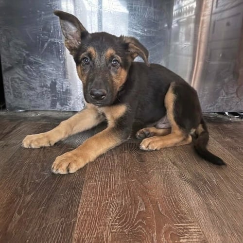 BEAMER - German Shepherd Dog / Terrier available for adoption