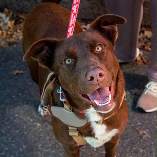 STATIC - Chocolate Labrador Retriever / Terrier available for adoption