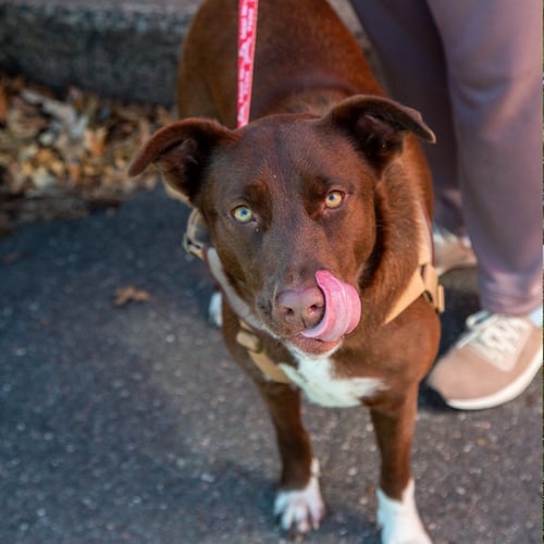 STATIC - Chocolate Labrador Retriever / Terrier available for adoption