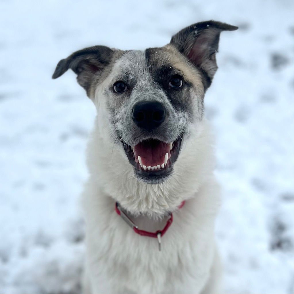 WILLOW - Anatolian Shepherd / Terrier available for adoption