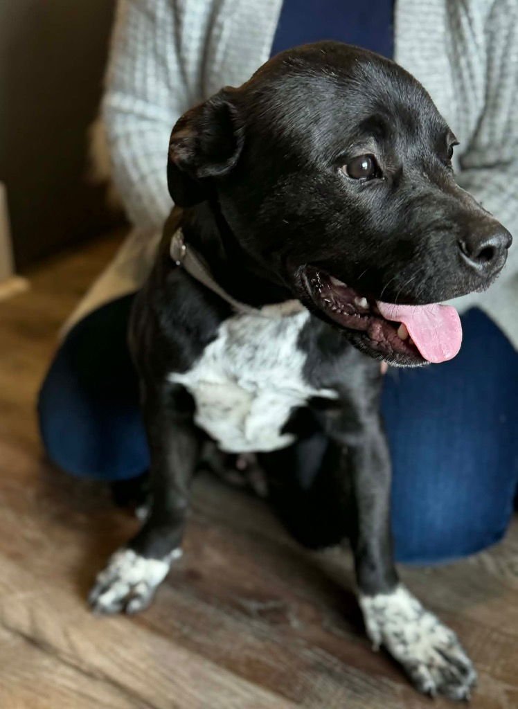 ACE - Labrador Retriever / Terrier available for adoption