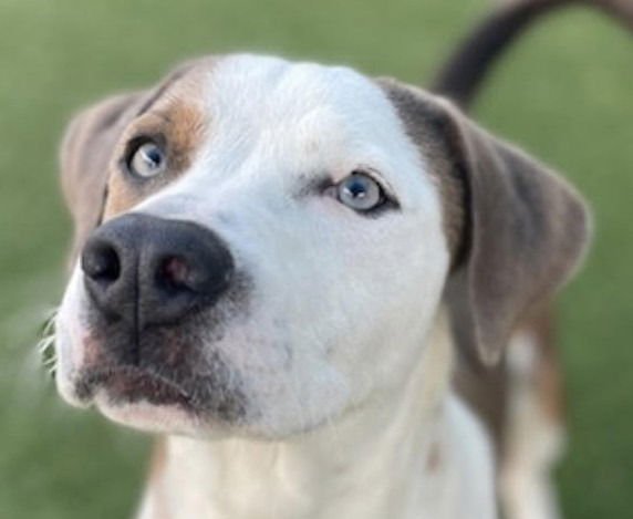 MARK - Terrier available for adoption