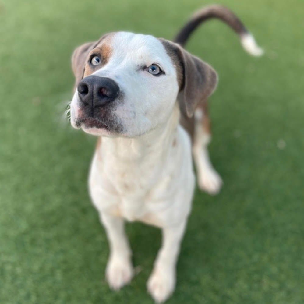 MARK - Terrier available for adoption