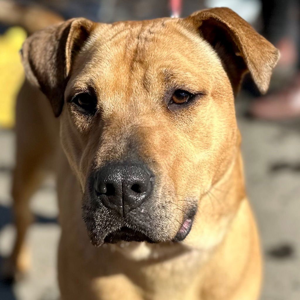 MAGGIE - Shar Pei / Terrier available for adoption