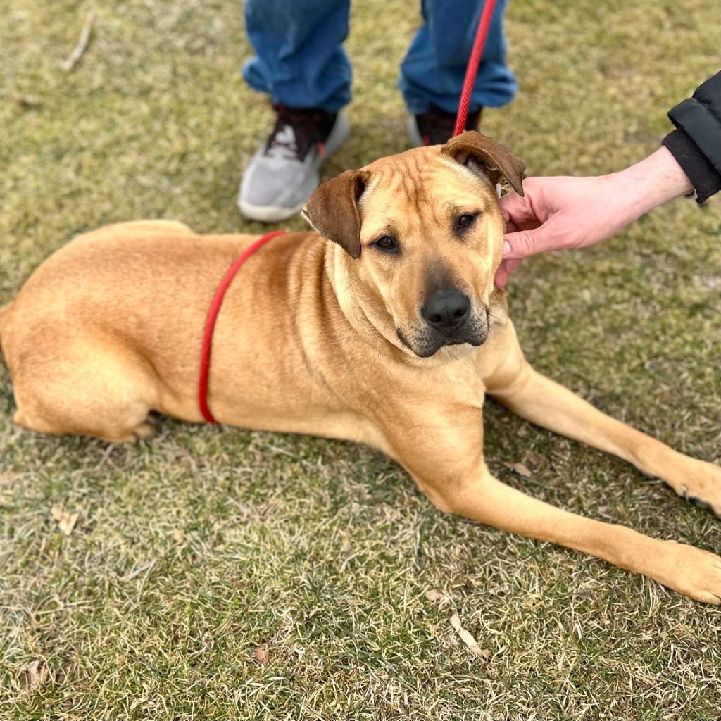 MAGGIE - Shar Pei / Terrier available for adoption