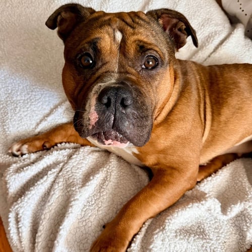 WINNIE - American Bulldog / Terrier available for adoption
