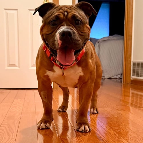 WINNIE - American Bulldog / Terrier available for adoption