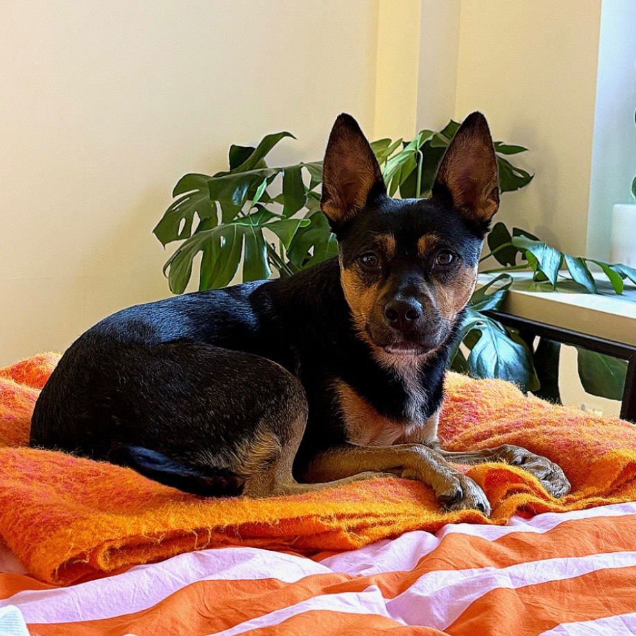 BELLA - Cattle Dog / Terrier available for adoption