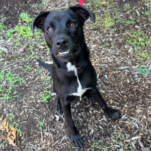 BABY - Labrador Retriever / Terrier available for adoption