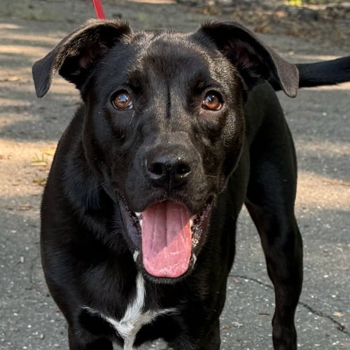 BABY - Labrador Retriever / Terrier available for adoption