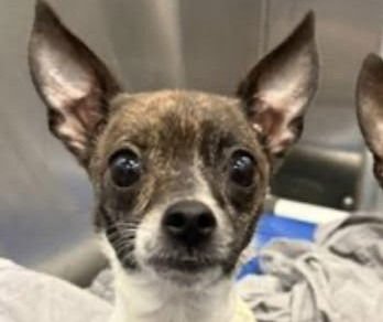 SENAIDA - Chihuahua / Terrier available for adoption