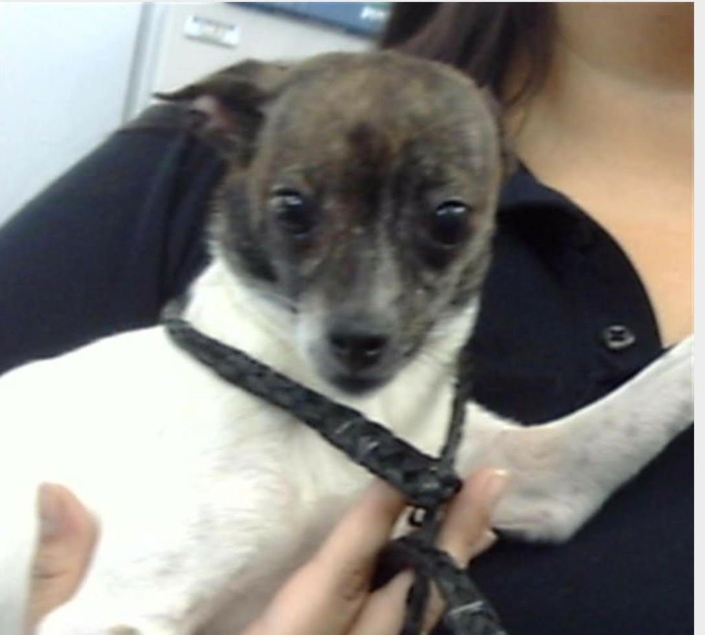 SENAIDA - Chihuahua / Terrier available for adoption