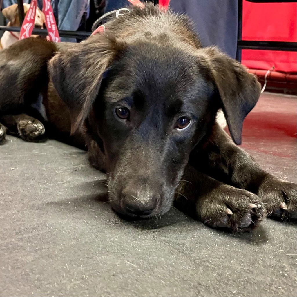 MAHALIA - Labrador Retriever / Terrier available for adoption