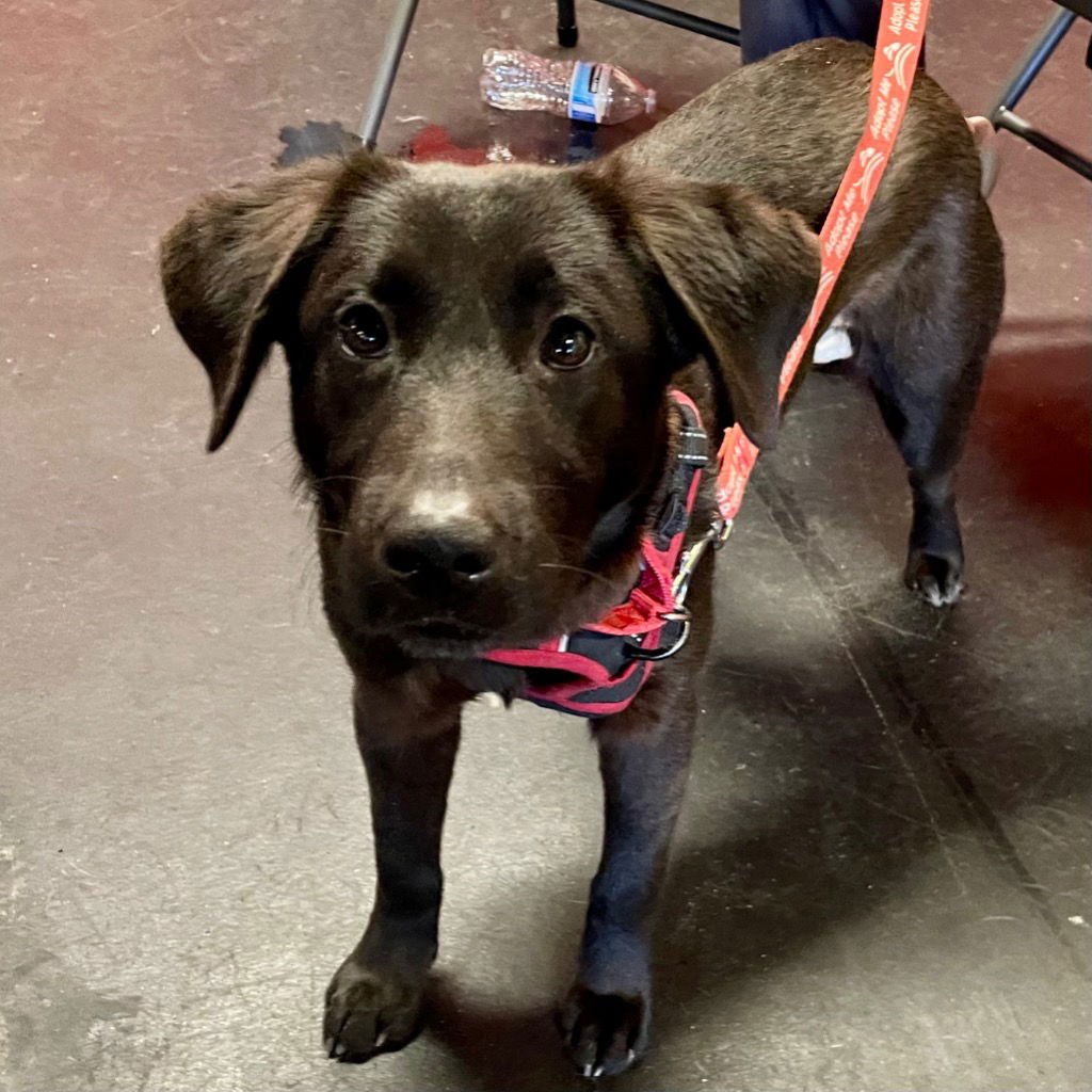 MAHALIA - Labrador Retriever / Terrier available for adoption