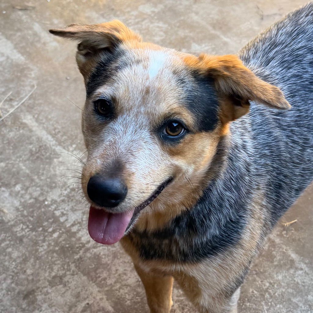 LEANNE - Australian Cattle Dog/Blue Heeler available for adoption