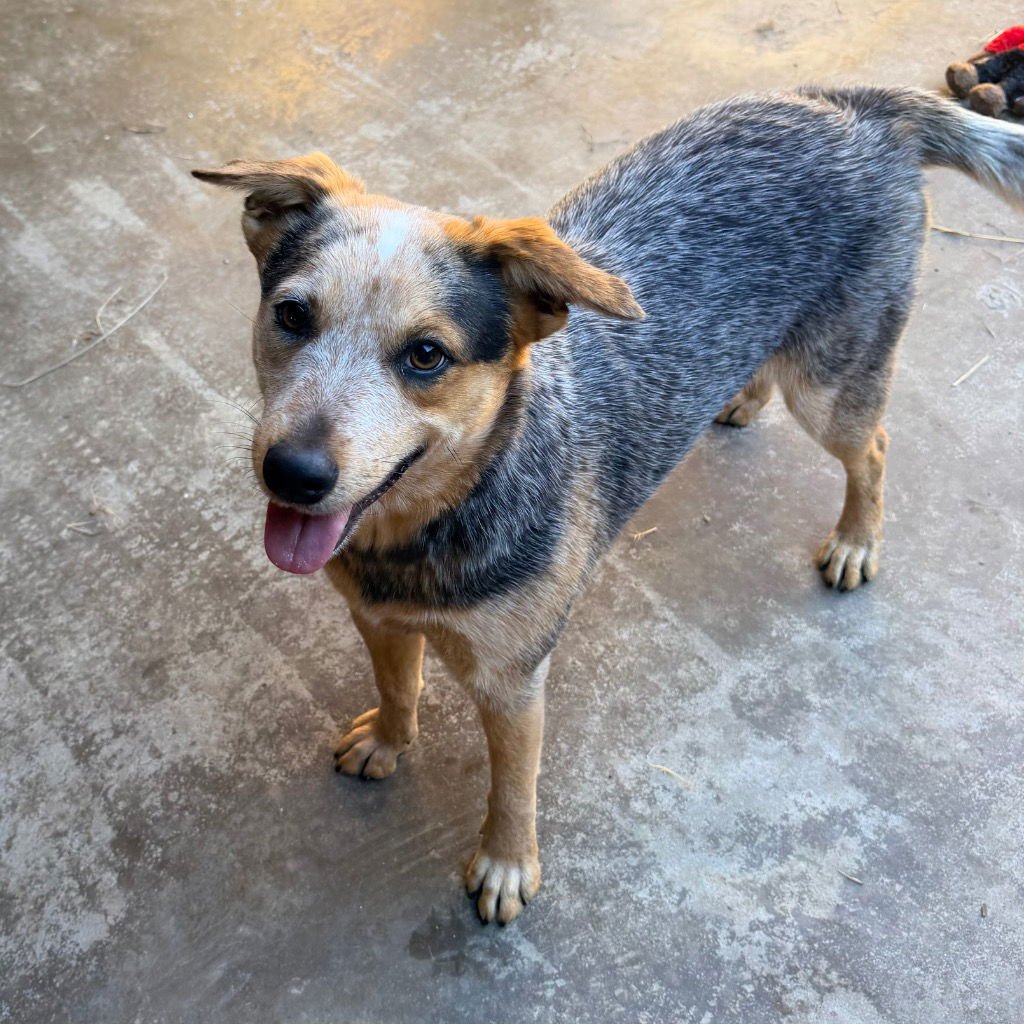LEANNE - Australian Cattle Dog/Blue Heeler available for adoption