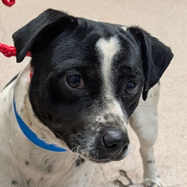 MAX3 - Jack Russell Terrier / Terrier available for adoption