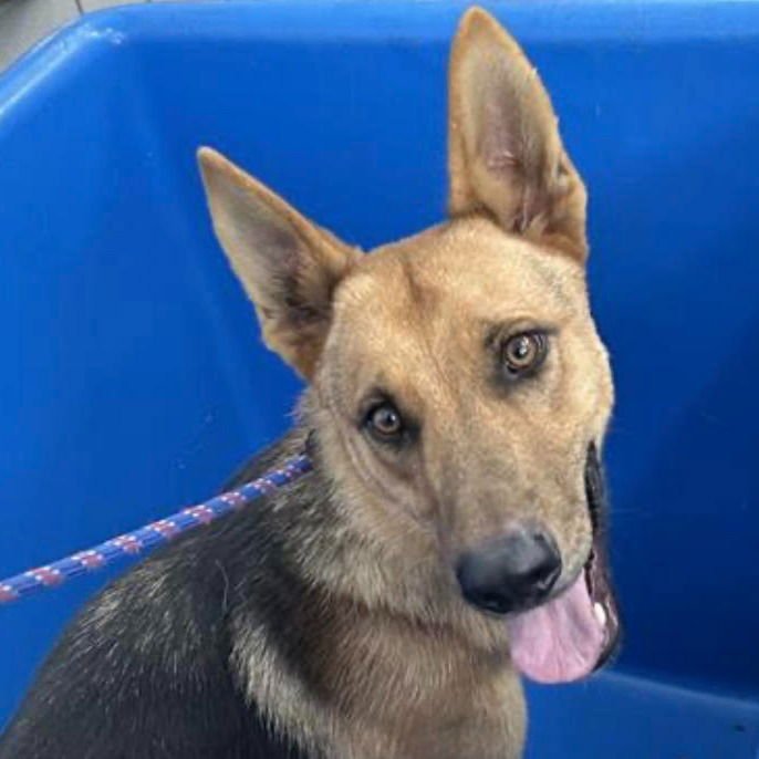 TATUM - German Shepherd Dog / Terrier available for adoption