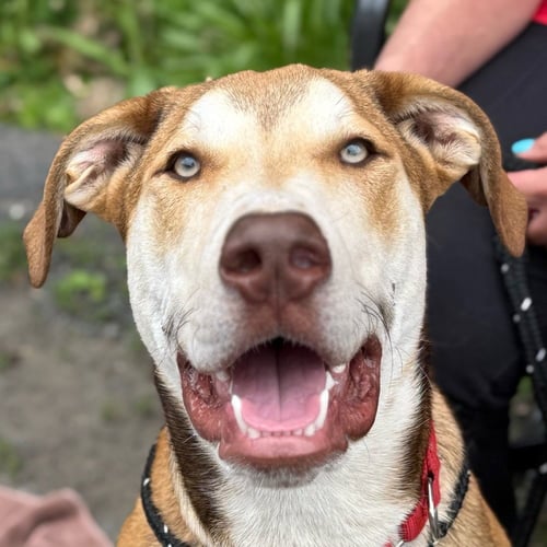 ODIN - Hound / Terrier available for adoption