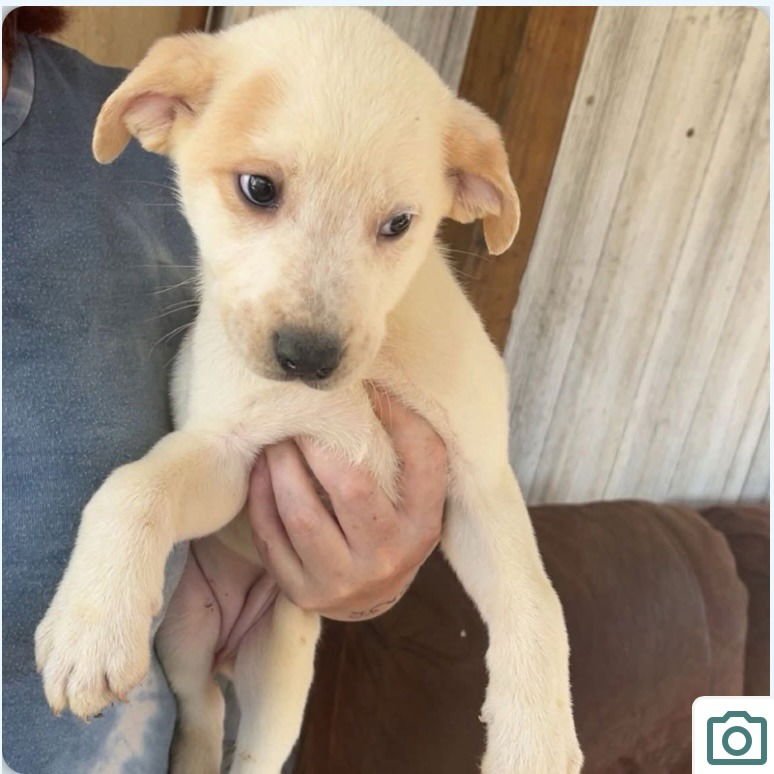 ANNABELLE - Terrier available for adoption