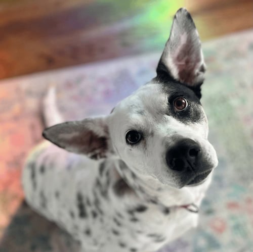 NORA - Terrier for adoption in Hartford