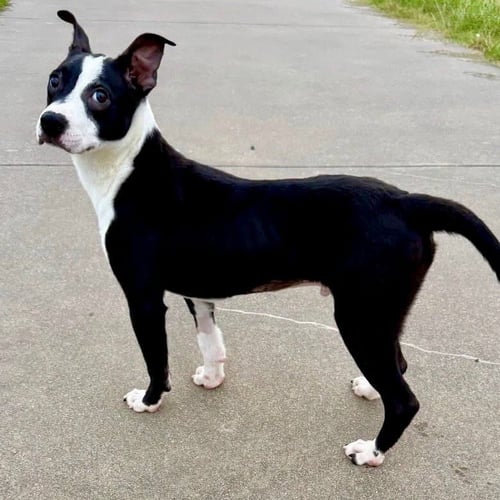 JOSH - Boston Terrier / Terrier available for adoption