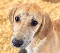 Dodger - Photo 1