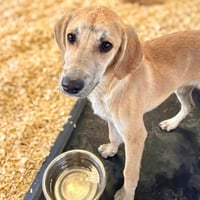 Dodger - Photo 2
