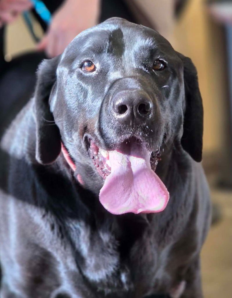 JAX - Labrador Retriever / Terrier available for adoption