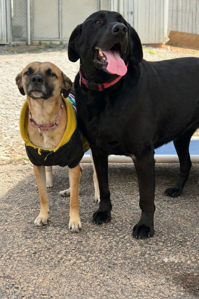 JAX - Labrador Retriever / Terrier available for adoption