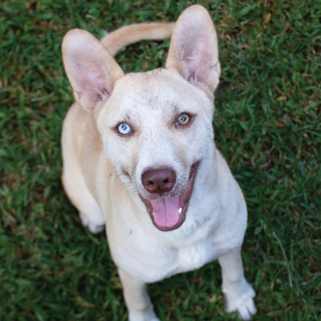 POPTART - Carolina Dog / Labrador Retriever available for adoption