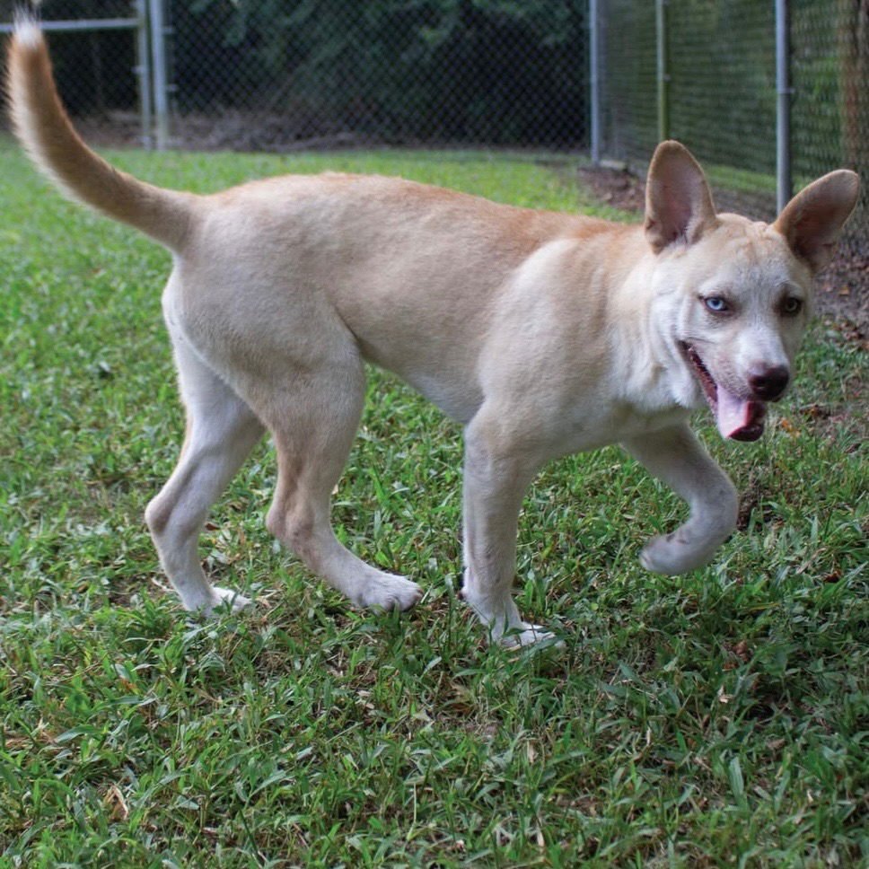 POPTART - Carolina Dog / Labrador Retriever available for adoption