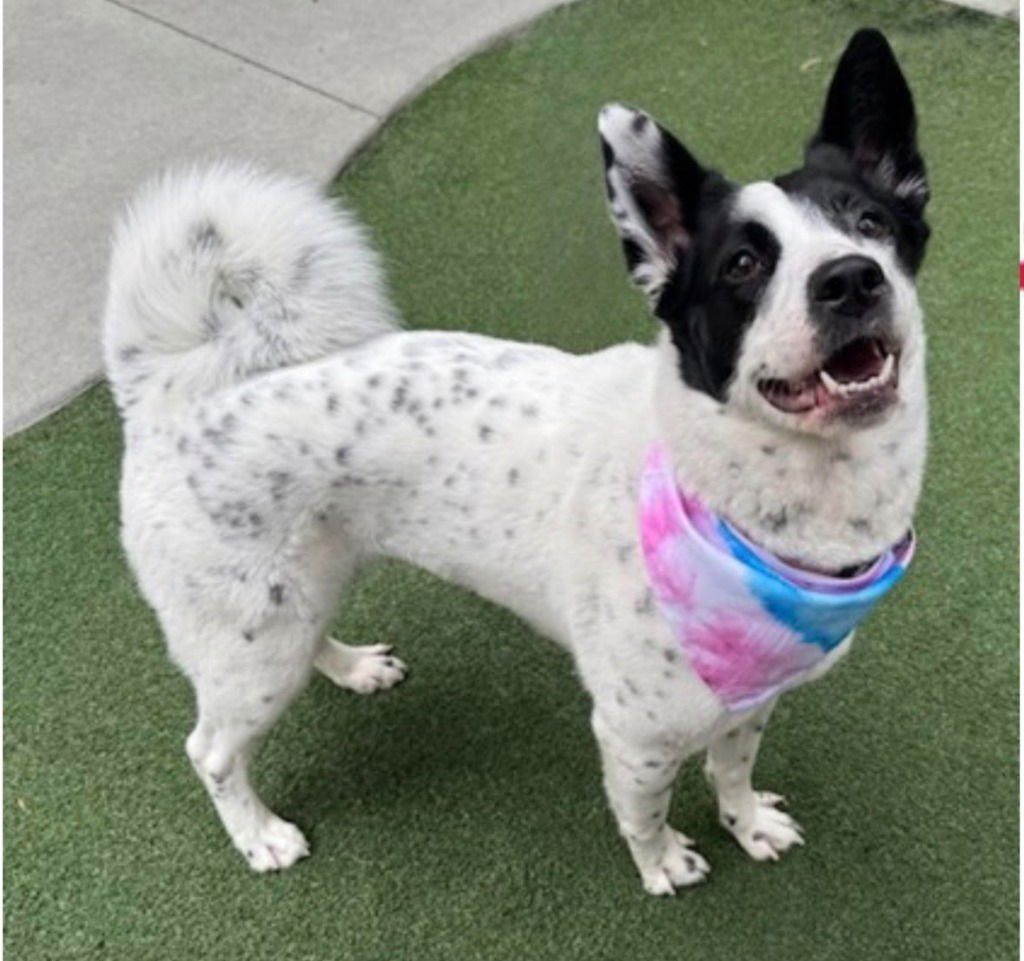 POM POM - Australian Cattle Dog/Blue Heeler / Terrier available for adoption