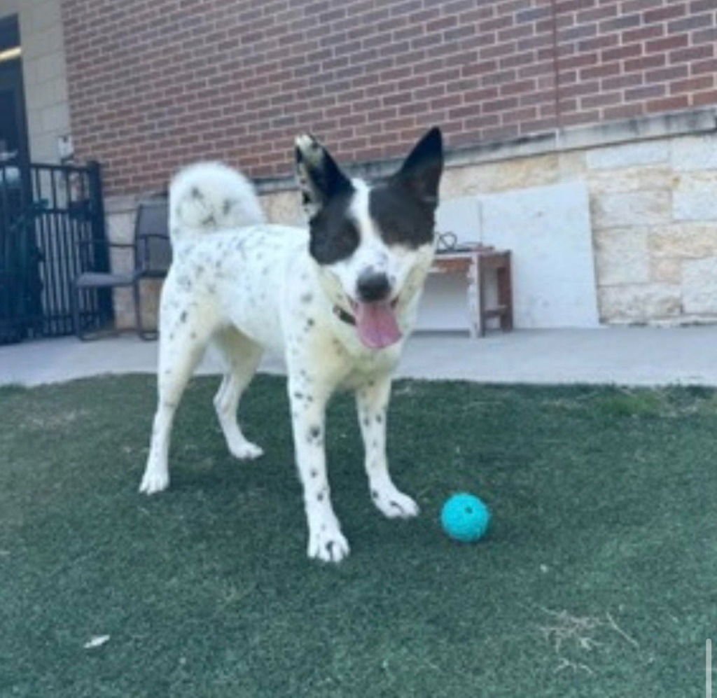 POM POM - Australian Cattle Dog/Blue Heeler / Terrier available for adoption
