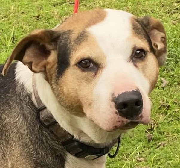 LILLY - Boxer / Terrier available for adoption