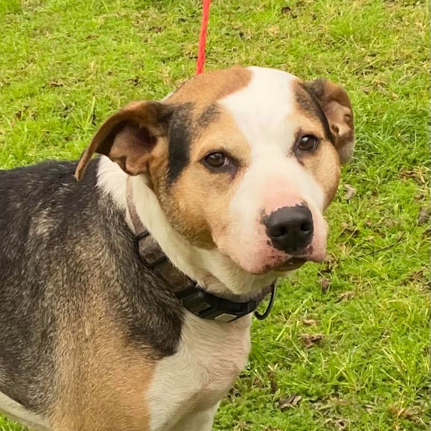 LILLY - Boxer / Terrier available for adoption