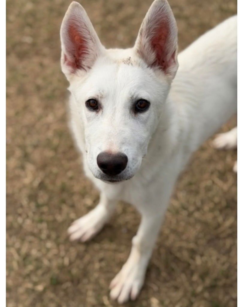 GHOST - Husky / Terrier available for adoption